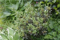 9ea7c072-IMG_7123 simsi.jpg